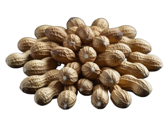 نكهة الفول السوداني